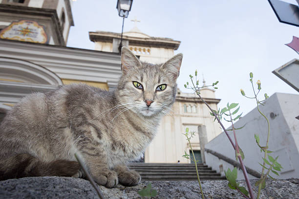 istock Stray cat in Positano, Italy 181868879