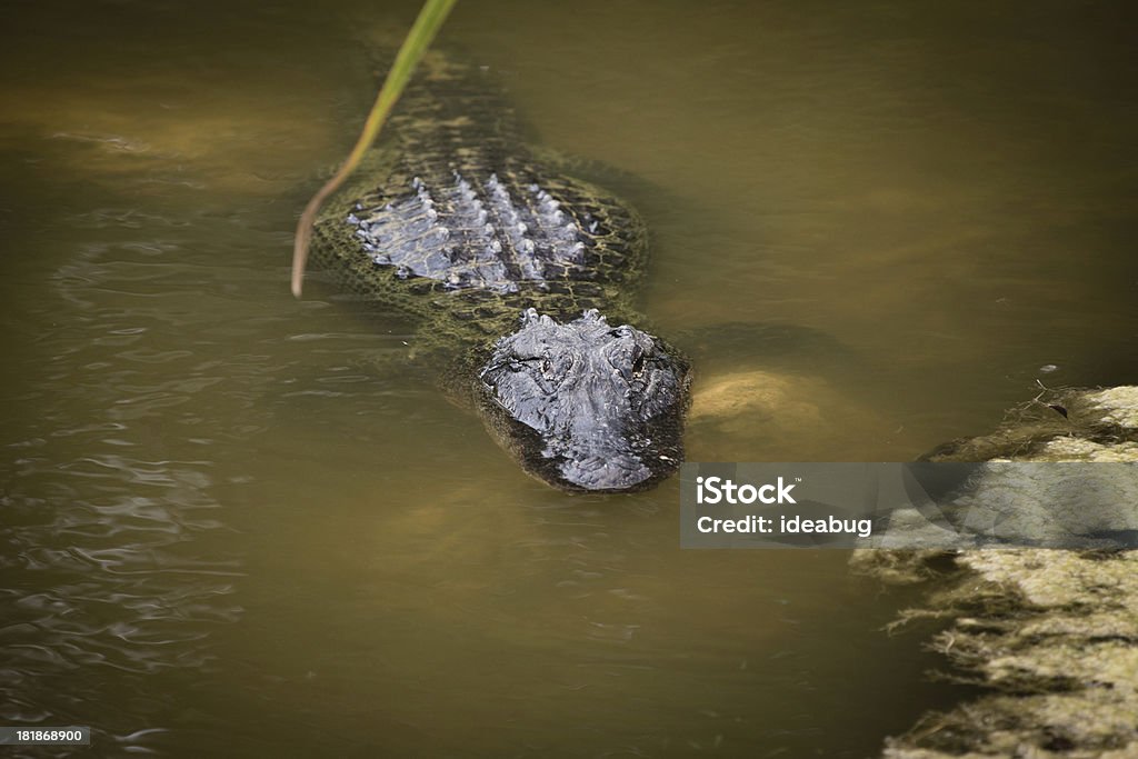 Farbbild von Alligatorleder auch in - Lizenzfrei Alligator Stock-Foto