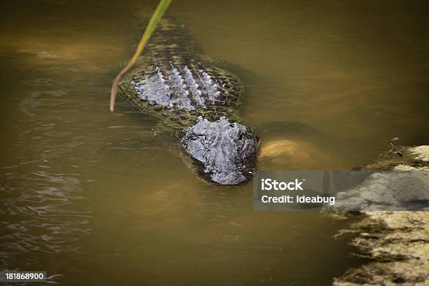 Photo libre de droit de Image En Couleur De Alligator Lurking En Marécage banque d'images et plus d'images libres de droit de Alligator - Alligator, Fort Myers, Alligator américain