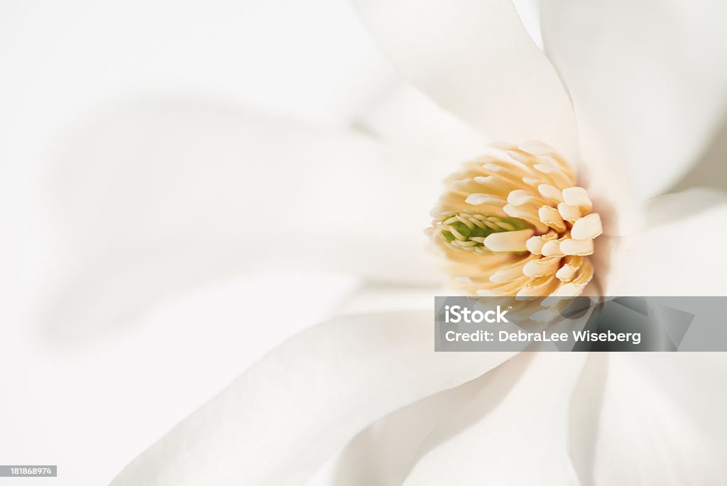 White Magnolia A macro capture of a blooming spring white magnolia flower with the focus on the centre stamen. Arrangement Stock Photo