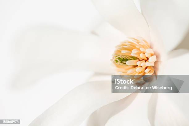 White Magnolia Stock Photo - Download Image Now - Arrangement, Beauty In Nature, Blossom