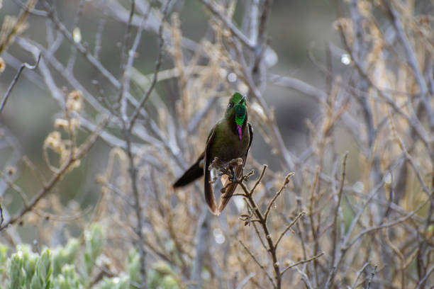 beautiful portrait of a paramo hummingbird with its vivid colors: bronze-tailed thornbill