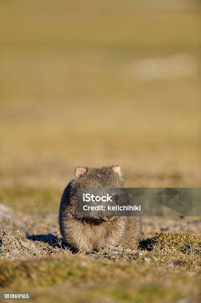 Wombat Stockfoto und mehr Bilder von Abenddämmerung - Abenddämmerung, Australien, Beuteltier