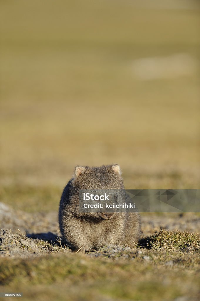 Wombat - Photo de Animaux à l'état sauvage libre de droits