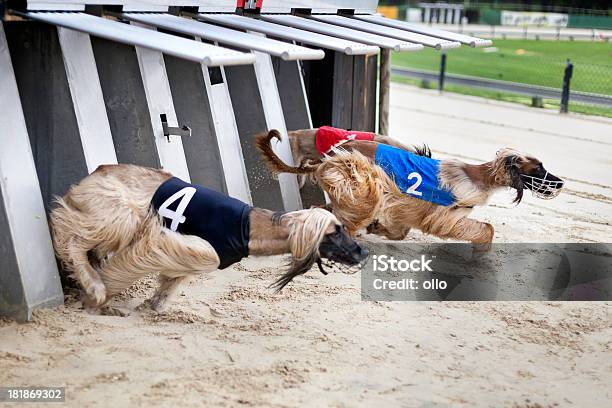 Afgano Hounds Su Pista - Fotografie stock e altre immagini di Corsa di cani - Corsa di cani, Animale, Cane