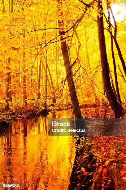 Sunny Strumień Valley W Jesiennym - zdjęcia stockowe i więcej obrazów Bez ludzi - Bez ludzi, Brązowy, Buk - drzewo
