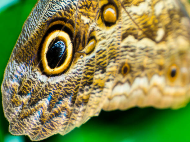 Eye on the wing of blue peleides morpho butterfly