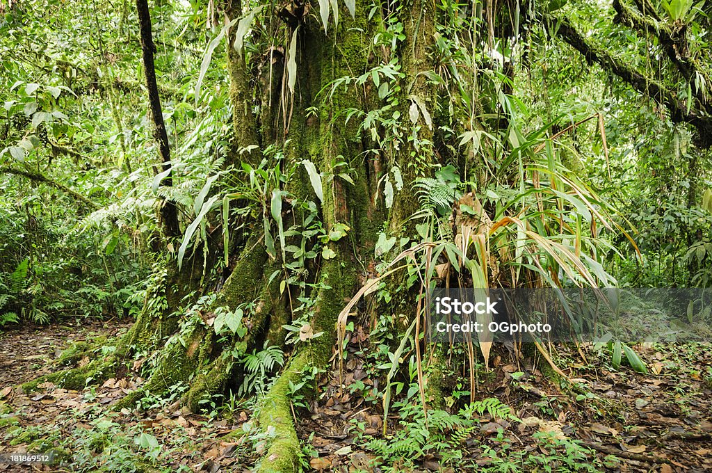 Baum über mit vegetation in einem tropischen Regenwald - Lizenzfrei Pflanze Stock-Foto