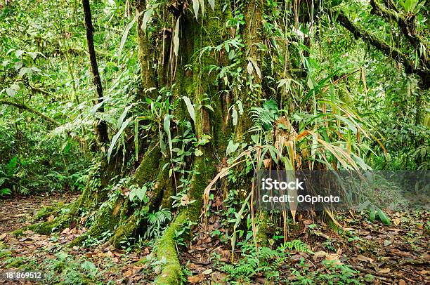 Árbol Cubierto Con Vegetación De Selva Tropical Foto de stock y más banco de imágenes de Flora - Flora, Selva Tropical, Aire libre