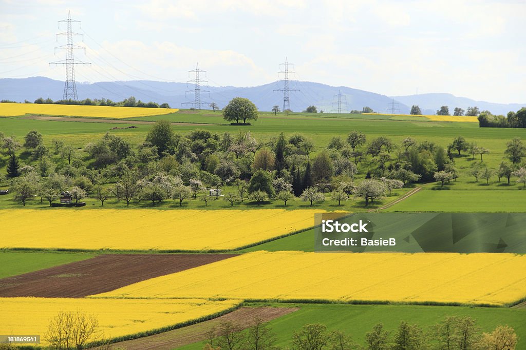 Raps field - Lizenzfrei Agrarland Stock-Foto