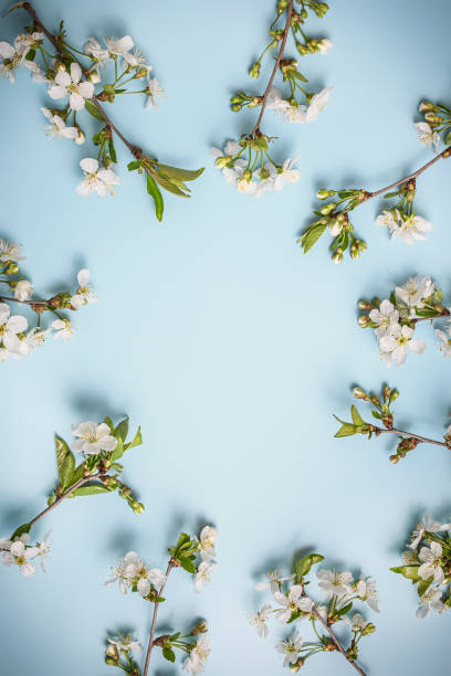 istock Cherry tree branches with leaves and white flowers on blue background. Vertical Photo 1818696521