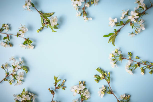 istock Cherry tree branches with white flowers on blue background. Spring background with space for insertion 1818696546