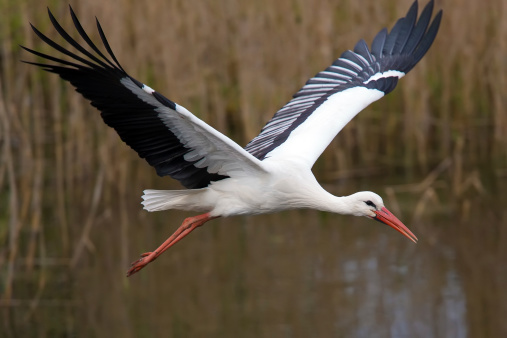 Large white stork flying over water