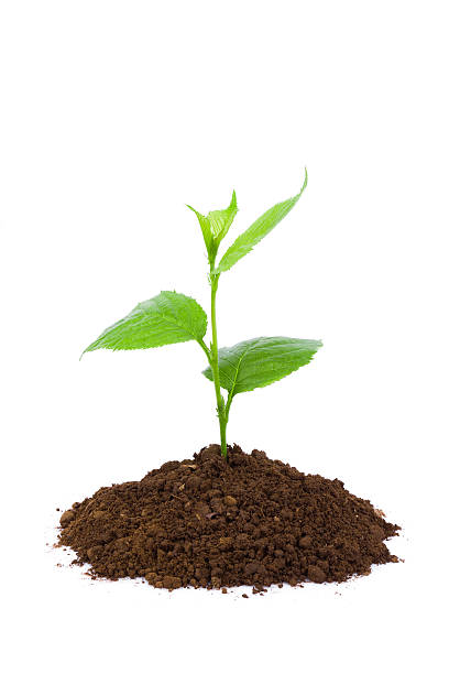 istock plant in dirt isolated on white background 181869796