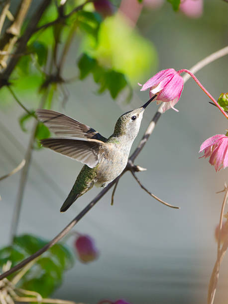 annas kolibri füttern auf der clematis blumen - bird hummingbird flying annas hummingbird stock-fotos und bilder