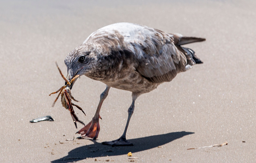 A seagull bird is standing on the sand with a crabin it's mouth.