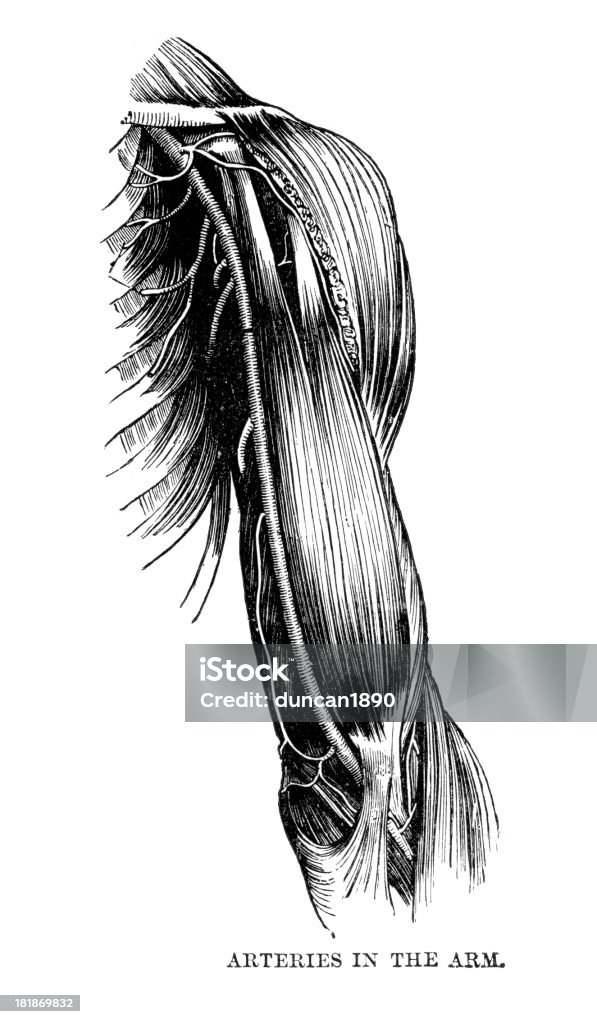 동맥을 팔의 - 로열티 프리 19세기 스톡 일러스트