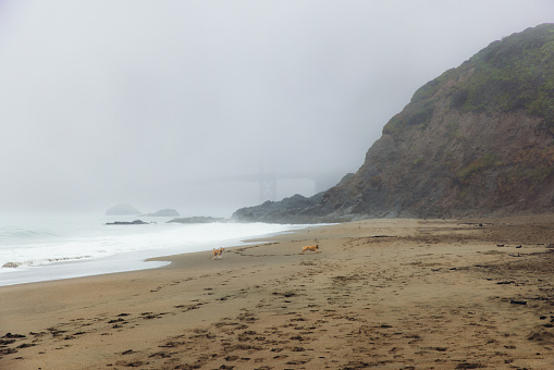 Tranquil scene with shadow of a man with dogs at the beautiful central sand beach with red bridge covered by spring mist in San Francisco city, California