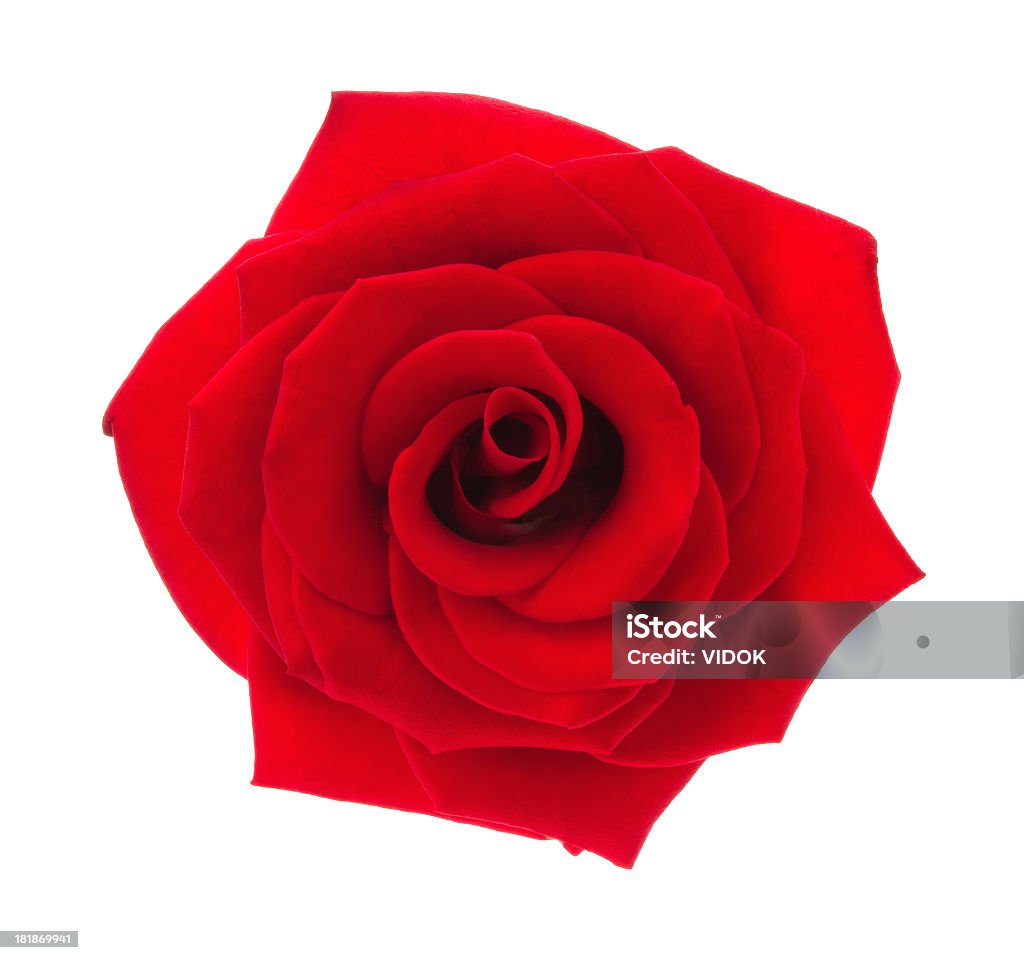 Rose. - Foto de stock de Belleza libre de derechos