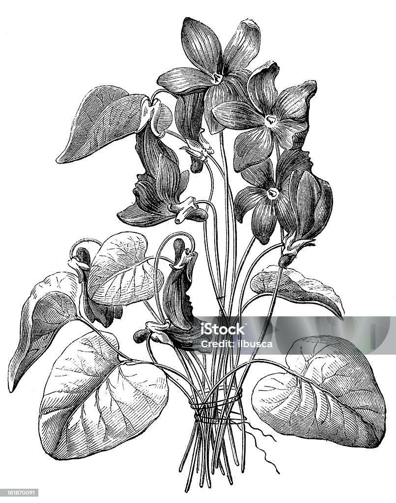 Antikes illustration von Violett mit versteckten Gesicht Profil - Lizenzfrei Blume Stock-Illustration