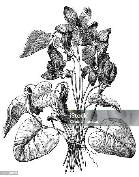 Antikes Illustration Von Violett Mit Versteckten Gesicht Profil Stock Vektor Art und mehr Bilder von Blume