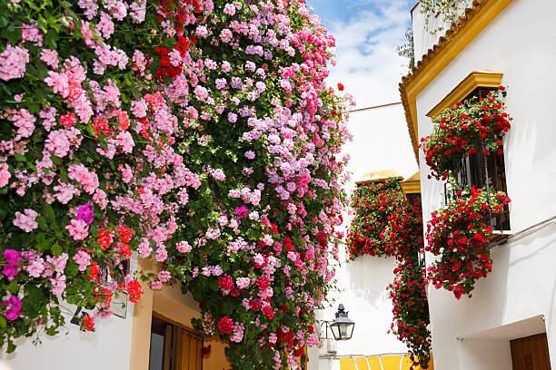 Patios de Córdoba - foto de acervo