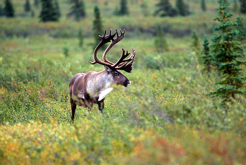 A Caribou in the Alaskan tundra offers a profile view of his antlers.