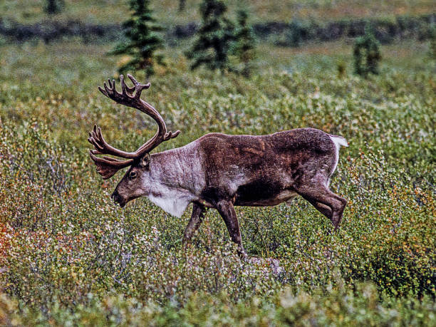 istock Bull Caribou in Alaska Tundra 1818703130