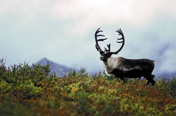 istock A large antler Caribou on the watch 1818704169