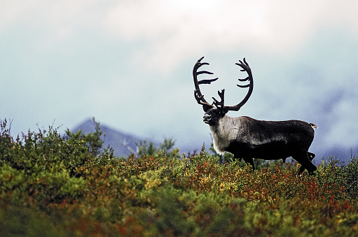 Svalbard Reindeer bulls with big antlers