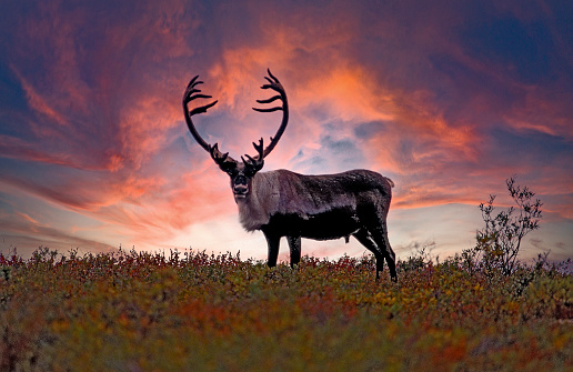 A large Caribou stands proudly as the sunsets behind him.
