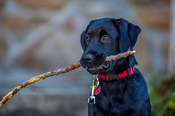 istock Attentive Labrador Retriever Puppy 181870479