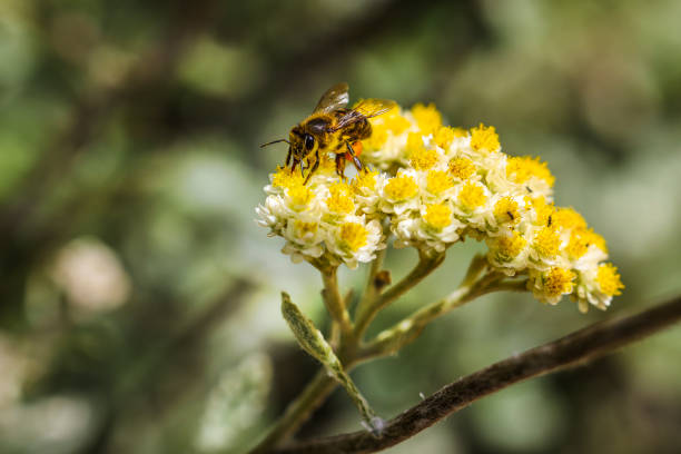 Macro close up of bee gathering nectar on a beautiful white and yellow flower in Kirstenbosch Botanical gardens, Cape Town. Macro close up of bee on flower. Bees in Kirstenbosch Botanical Gardens.