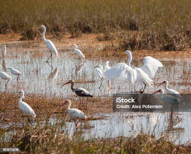 Birds On Everglades Stock Photo - Download Image Now - Animal, Animal Wildlife, Animals In The Wild