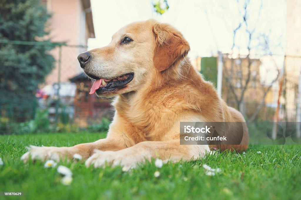 Cão bonito - Royalty-free Adulto Foto de stock