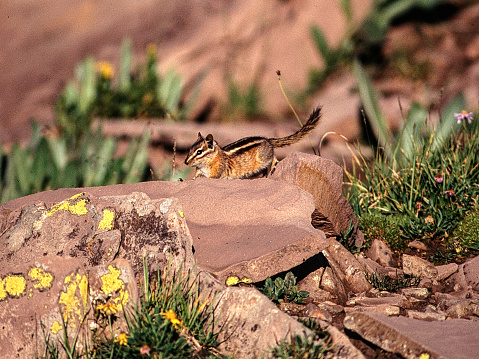 A chipmunk take a moment to soak up some sun rays in the desert southwest.