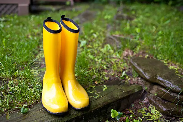 Yellow rainboots in a garden on a wet, rainy day