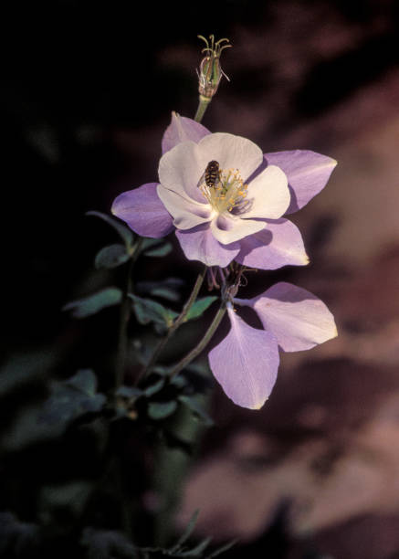 A close up view of the state flower of Colorado, the Columbine. This one has a honey bee gathering vector to spread.