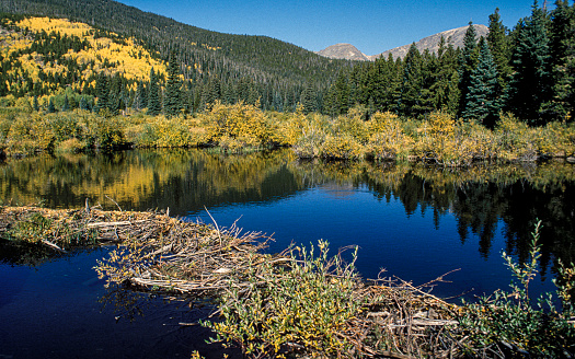 A scenic reflective view of a mountain range in Colorado is captured in this photo. Some busy beavers have created a home in this pond in the mountains.