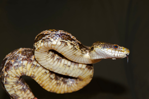 Rat snake, its scientific name is Pantherophis obsoleta
