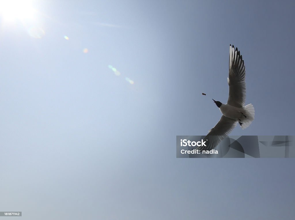 Mouette - Photo de Aile d'animal libre de droits