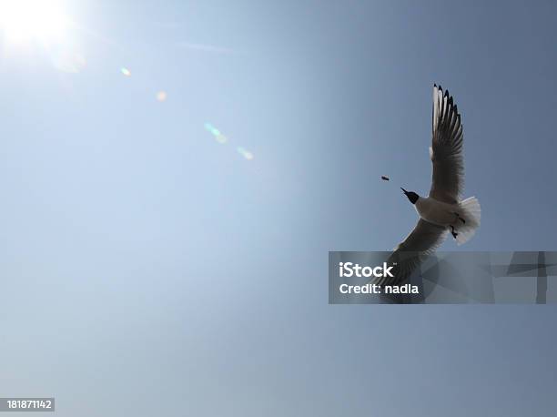 Photo libre de droit de Mouette banque d'images et plus d'images libres de droit de Aile d'animal - Aile d'animal, Ailes déployées, Animaux à l'état sauvage