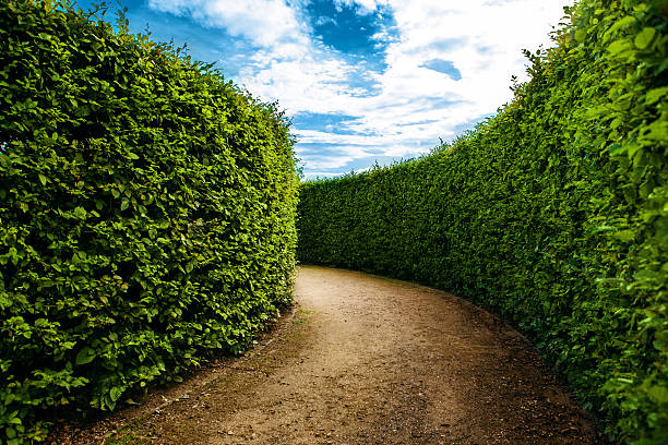 maze plant made maze in park garden hedge stock pictures, royalty-free photos & images