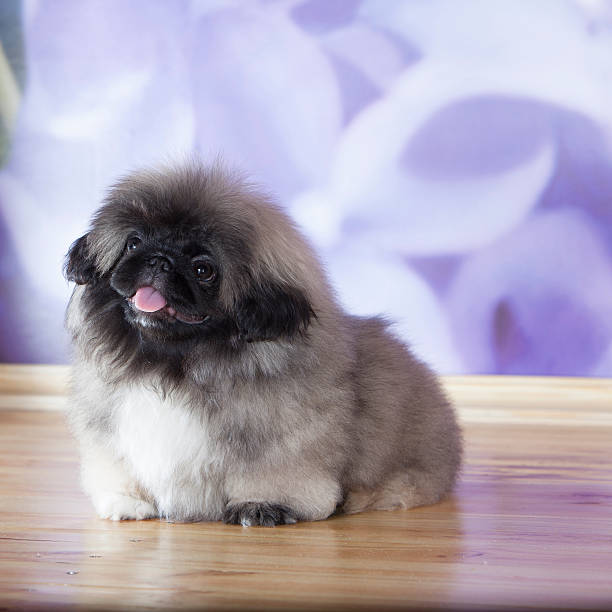 istock Pekinese puppy 181871378