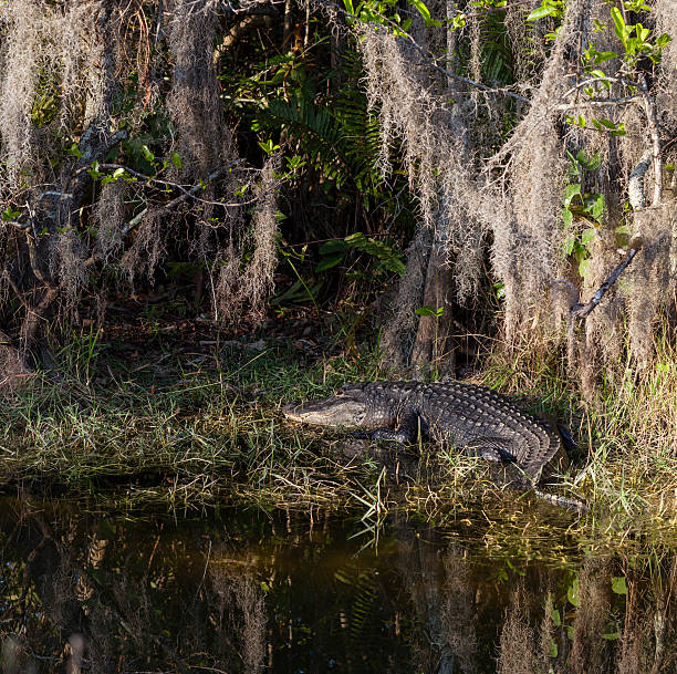 istock Alligator in the Everglades National Park 181871413