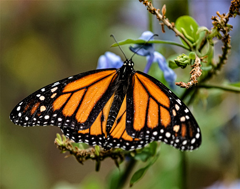 The vivid orange and black colors of the Monarch Butterfly, stand out on the against the muted background.