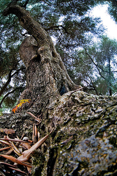 彫刻の自然の長袖 - olive tree tree root old ストックフォトと画像