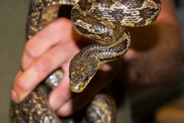 istock American black rat snake in hand in a zoo 1818714835