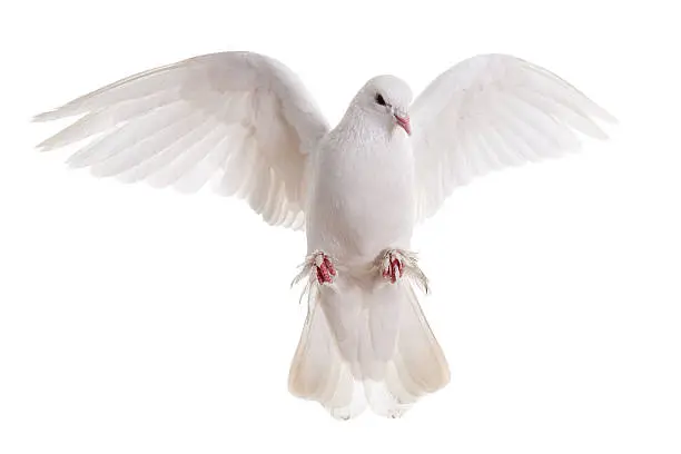 Photo of free flying white dove isolated on a background