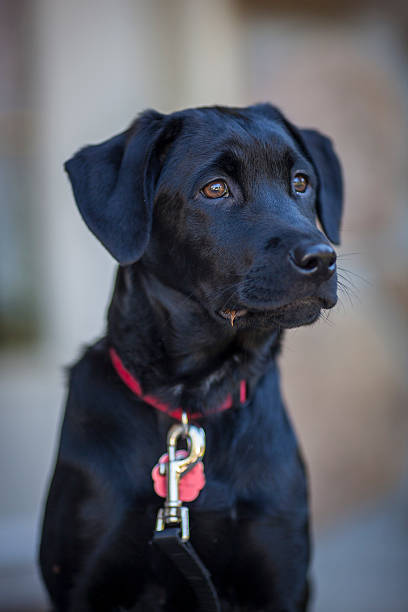 istock Attentive Labrador Retriever Puppy 181871644